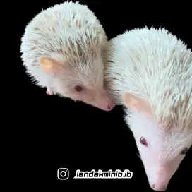 Landak mini/Hias/Hedgehog