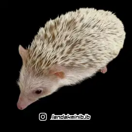 Landak mini/Hias/Hedgehog