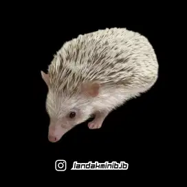 Landak mini/Hias/Hedgehog