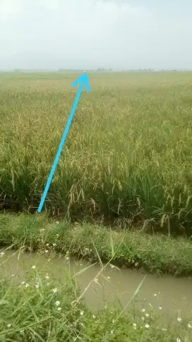 Tanah sawah produktif zona hijau