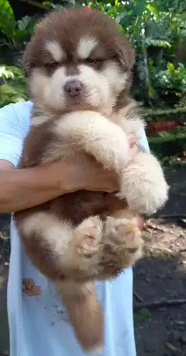 Alaska malamute