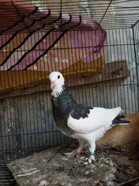 Burung Dara Merpati Betina Blantong Gendong Jembros Cantik