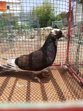 Burung Dara Merpati Betina Blantong Tritis Selap Cantik