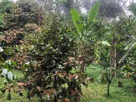 Kebun manggis dan sawo