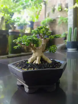 Jual bonsai sancang akar muter