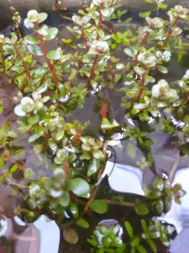 Tanaman Aquascape Rotala Blood Red