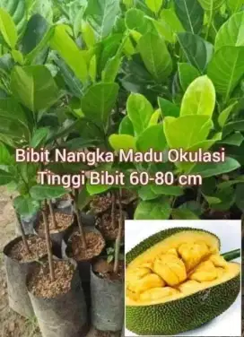 Bibit Nangka Madu Okulasi Tinggi 70 - 100 cm