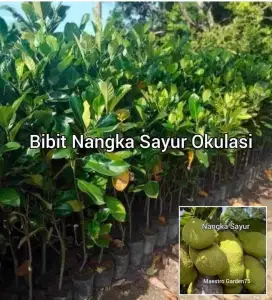 Bibit Nangka Sayur Okulasi Tinggi 70 - 100 cm