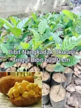 Bibit Nangkadak Okulasi Tinggi 60 - 70 cm