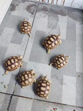 Sulcata CB Indo 5.5cm Mulus sehat makan lahap