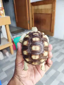 Sulcata size 10 Cm Mulus sehat makan lahap