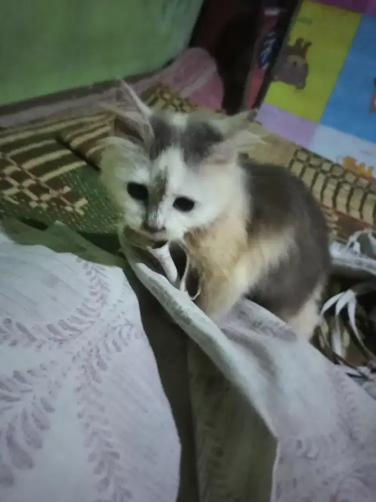 KITTEN Persia Medium BETINA Umur 5 Bulanan Lebih