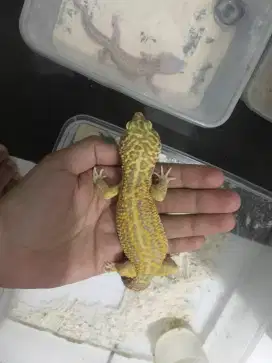 Gecko Tremper Jantan Dewasa