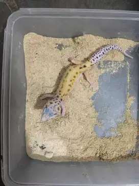 Gecko Tremper x Macksnow