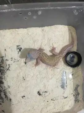 Gecko Tremper X Macksnow