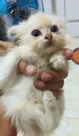 Open adopsi anakan kucing (anggora+persia) dan induknya