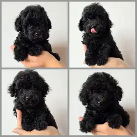 Poodle Hitam pekat dan solid