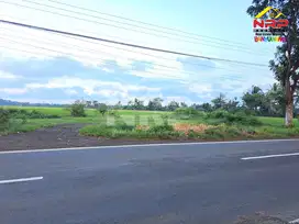 Dijual Tanah Sawah Produktif di Tepi Jl. Gambor - Banyuwangi