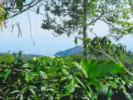 Dijual Kebun Kopi Produktif Bedugul