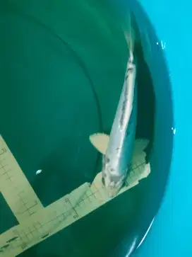 Ikan koi Mizuho 30cm warna silver abu muda