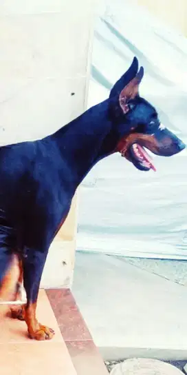 Anjing jerman doberman betina