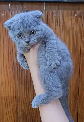 SCOTTISH FOLD BSH