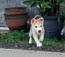 Anjing Siberian husky