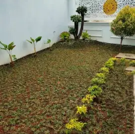 Menjual rumput taman.