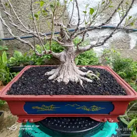 bonsai kimeng / tanaman bonsai beringin kimeng