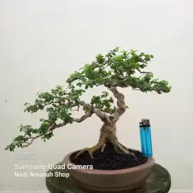 Bonsai Sancang siap pajang