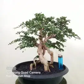 Bonsai Hokianti Mikro Bunga dan Buah Siap Pajang