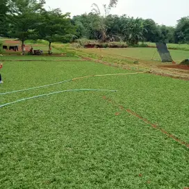Tukang rumput pasar Kemis/tukang taman pasar Kemis