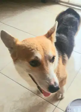 Corgy 3 colour Jantan Stambum