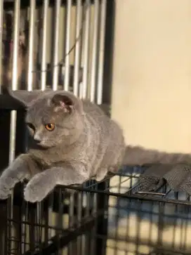 British Shorthair Kitten Jantan