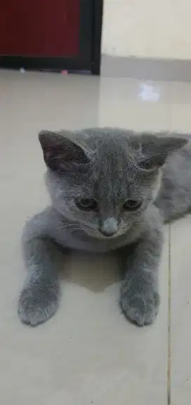 For adopt British Shorthair Betina