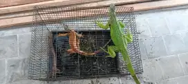 Jual Iguana Green sama Red