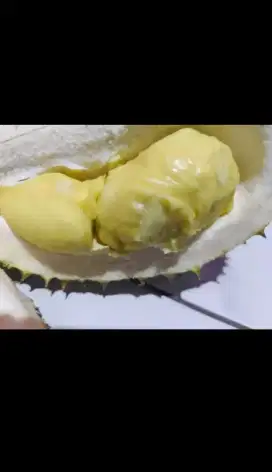 Durian lokal/matahari