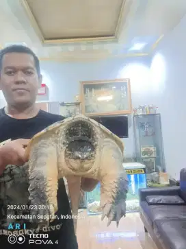 Kura kura comond snaping Turtle CST