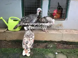 Ayam kalkun betina produktif