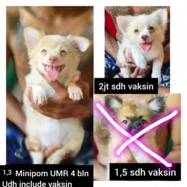 Minipom Shitzu dan pomix UMR 2-6 bulan