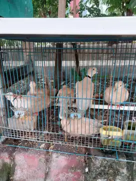 Burung puter pelung 1ekor 50ribu aja