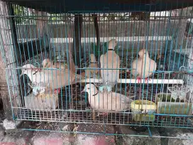 Di jual burung puter pelung 1 ekor 50ribu aja di gresik