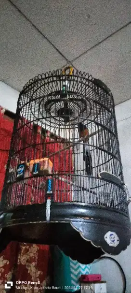 Burung murai batu Medan ekor panjang ull set