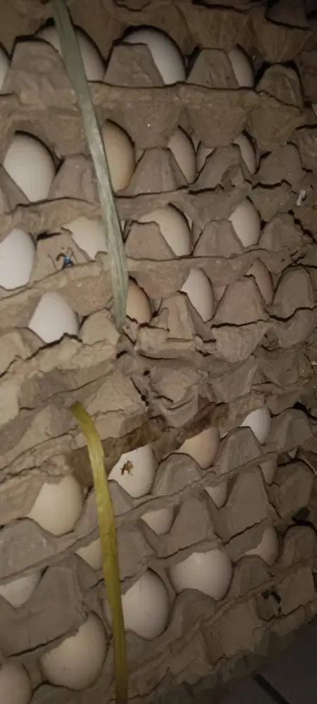 Telur Kampung Omega