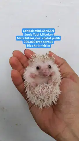 Landak mini sg kandang hamster kucing iguana tikus partai tenda kursi