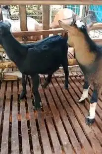 sepasang kambing hias mini 7 bulanan siap ternak TB 40cm kerdil manteb