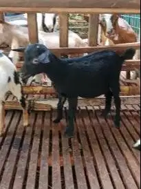 sepasang kambing hias mini 6-7 bulanan siap ternak koleksian rawatan