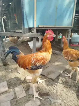 Ayam Merawang Jago Muda