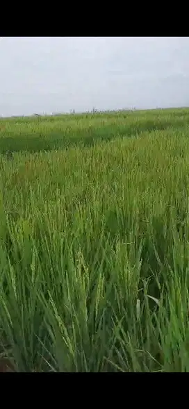 Jarang Ada Sawah Produktif di Pangkalan Karawang