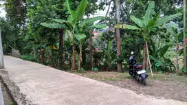 Dijual Tanah Sawah || 9 Kwintal Hasil Panen